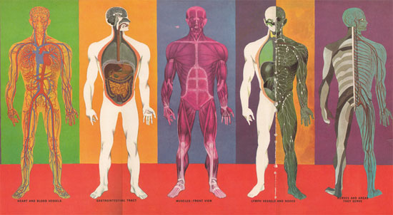 Facts Of The Human Body Systems For Kids