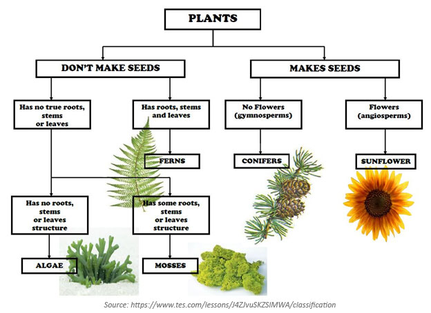 dichotomous key for plants