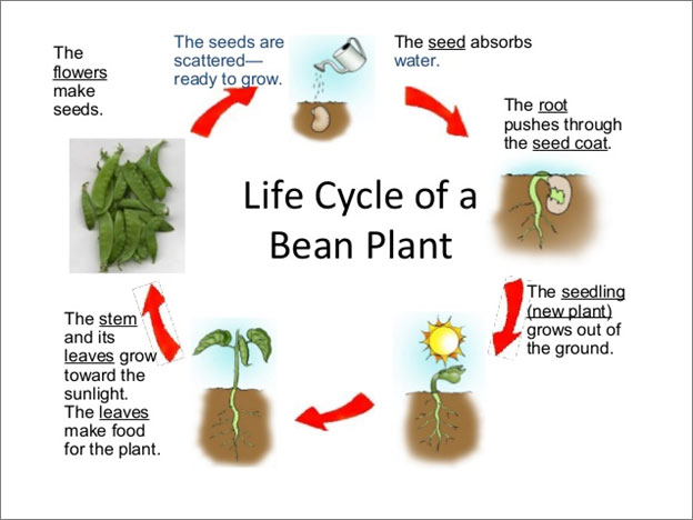 life cycle of a flower for kids