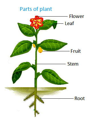 parts of a plant science lessons and worksheets for children