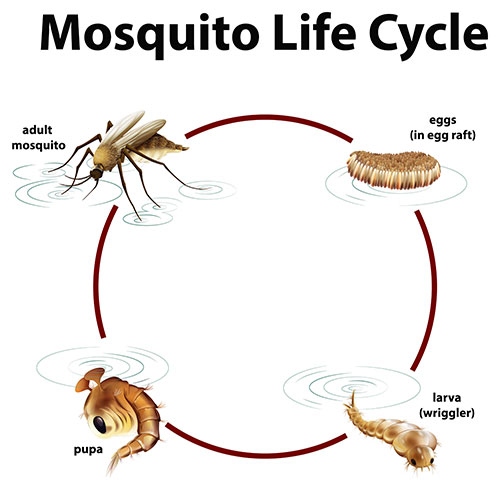 animal life cycle