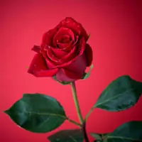 The Proud Red Rose